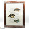 Macallan - The Remarkable History of The Macallan Glenlivet - Sara Midda Prints (Framed in Oak) Thumbnail