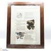 Macallan - The Remarkable History of The Macallan Glenlivet - Sara Midda Prints (Framed in Oak) Thumbnail