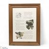 Macallan - The Remarkable History of The Macallan Glenlivet - Sara Midda Print (Framed) Thumbnail